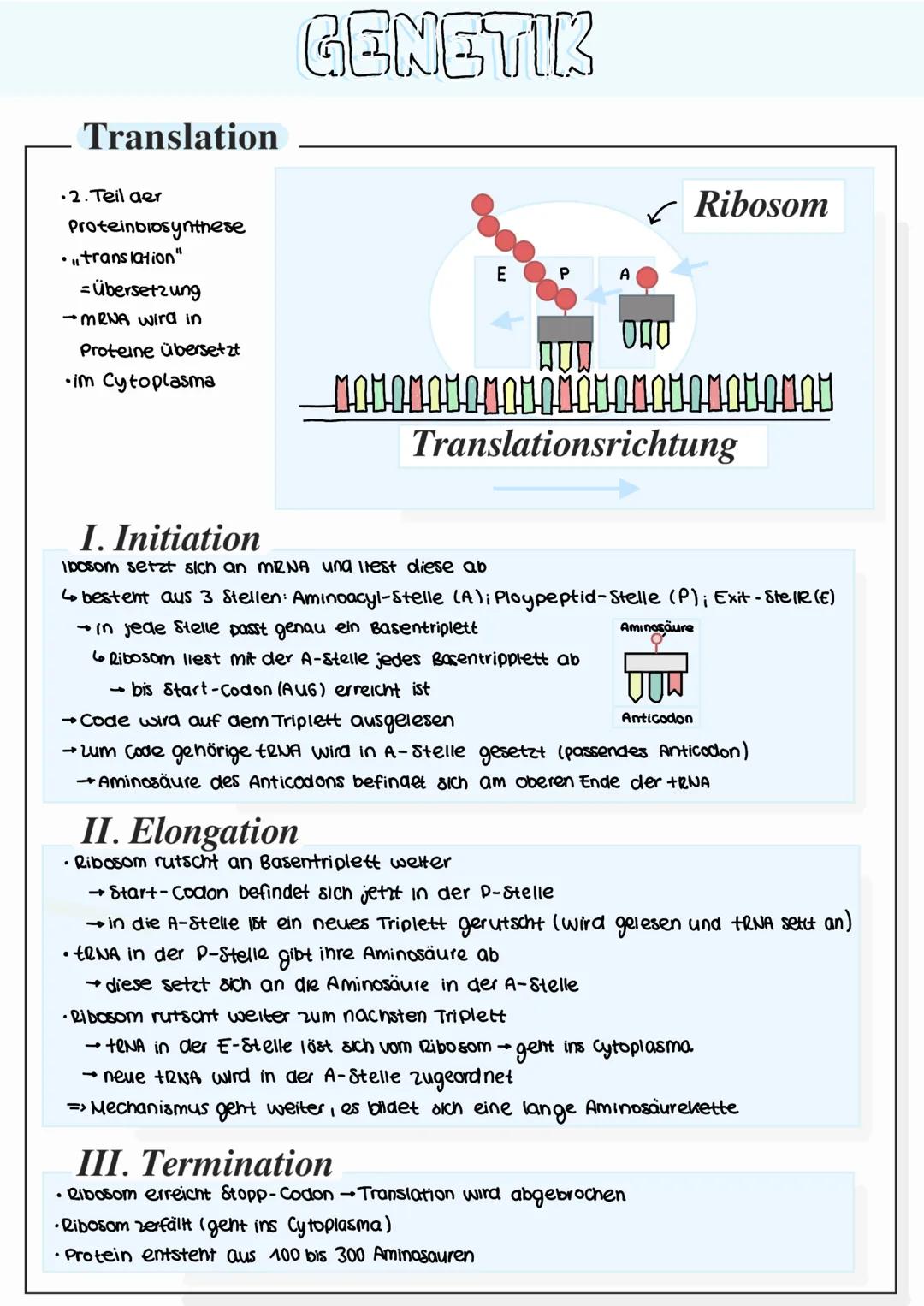 GENETIK
Bau der DNA (Desoxyribonukleinsaure)
• Phosphatsäure
Desoxyribose (zucher)
• Adenin
Thymin,
Basen
Nucleotid
Cytosin
Basen
Guanin,
2