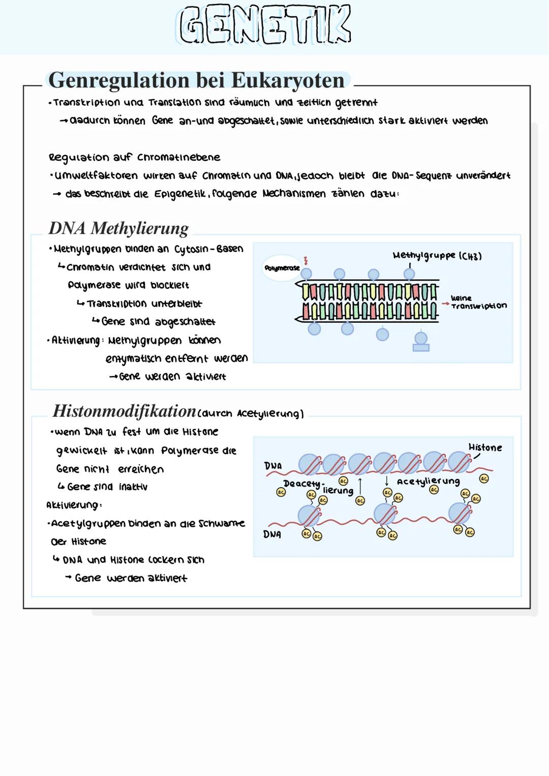 GENETIK
Bau der DNA (Desoxyribonukleinsaure)
• Phosphatsäure
Desoxyribose (zucher)
• Adenin
Thymin,
Basen
Nucleotid
Cytosin
Basen
Guanin,
2
