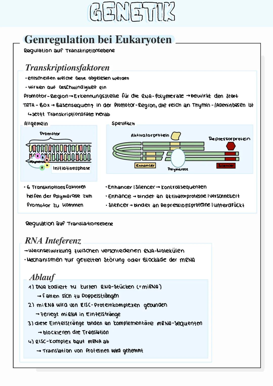 GENETIK
Bau der DNA (Desoxyribonukleinsaure)
• Phosphatsäure
Desoxyribose (zucher)
• Adenin
Thymin,
Basen
Nucleotid
Cytosin
Basen
Guanin,
2