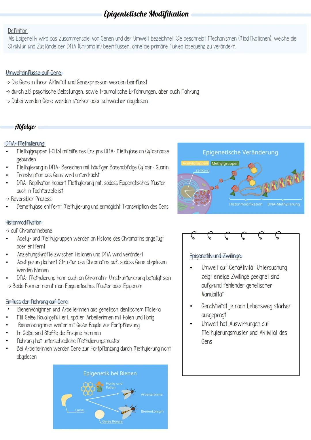 Definition
Epigentetische Modifikation
Als Epigenetik wird das Zusammenspiel von Genen und der Umwelt bezeichnet. Sie beschreibt Mechanismen