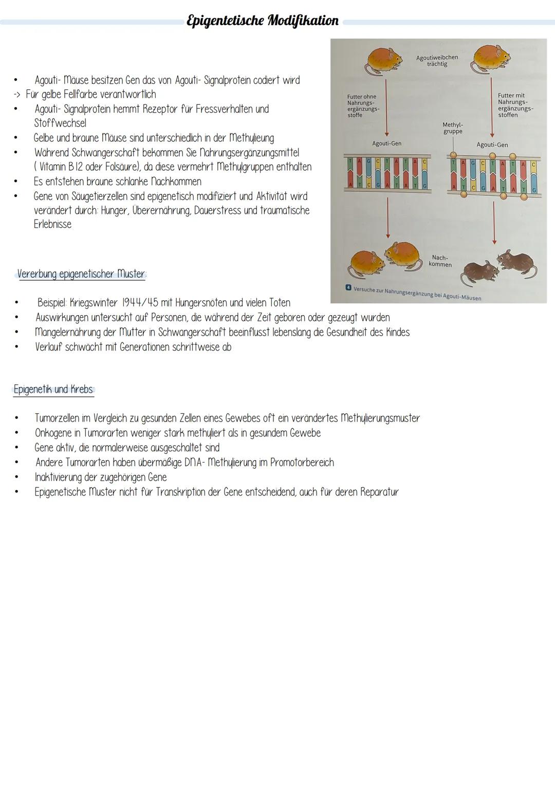 Definition
Epigentetische Modifikation
Als Epigenetik wird das Zusammenspiel von Genen und der Umwelt bezeichnet. Sie beschreibt Mechanismen