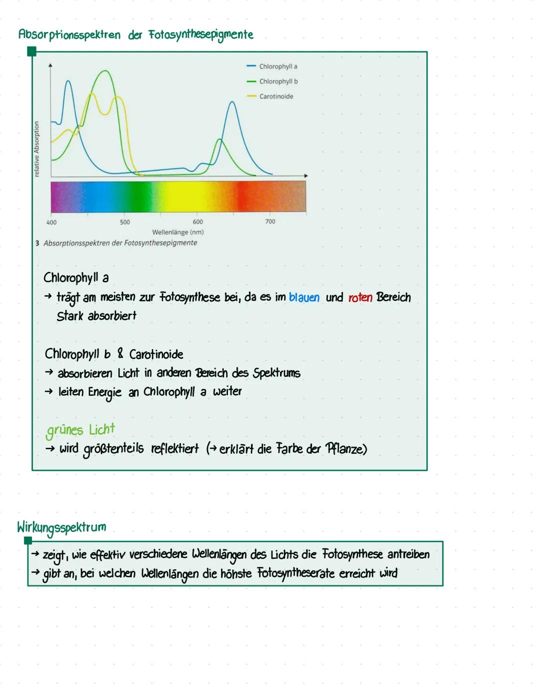 Energie
BIO KLAUSUR Nº 1
Welche Energieformen gibt es?
> Wärmeenergie
> Bewegung senergie
> chemische Energie
> elektrische Energie
> Lichte