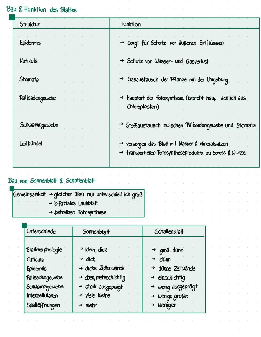 Energie
BIO KLAUSUR Nº 1
Welche Energieformen gibt es?
> Wärmeenergie
> Bewegung senergie
> chemische Energie
> elektrische Energie
> Lichte