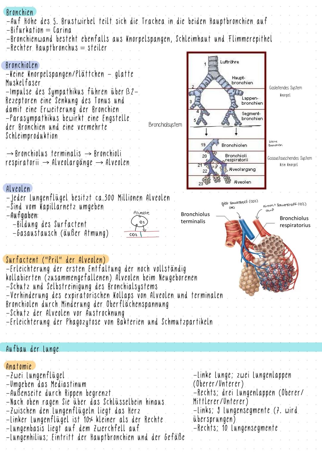 # Atmungssystem
## Aufgaben:
-Gase mit der Umgebung austauschen
-O2 aufnehmen
-CO2 abgeben
}
äußere Atmung (Gasaustausch zwischen Lung