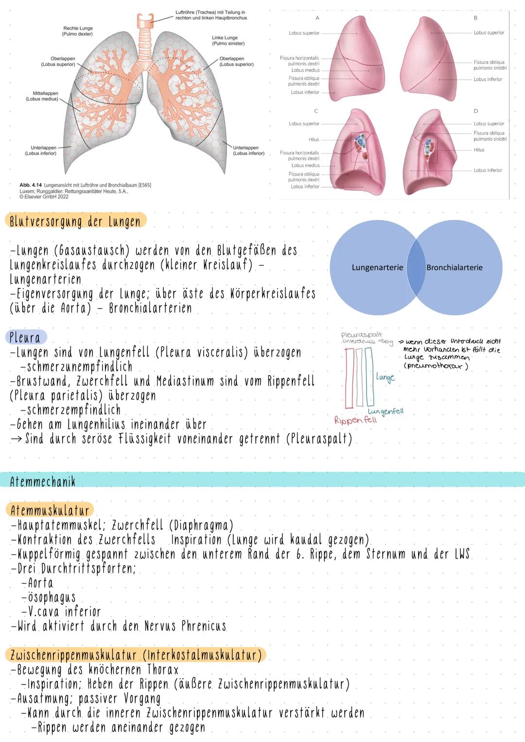 # Atmungssystem
## Aufgaben:
-Gase mit der Umgebung austauschen
-O2 aufnehmen
-CO2 abgeben
}
äußere Atmung (Gasaustausch zwischen Lung