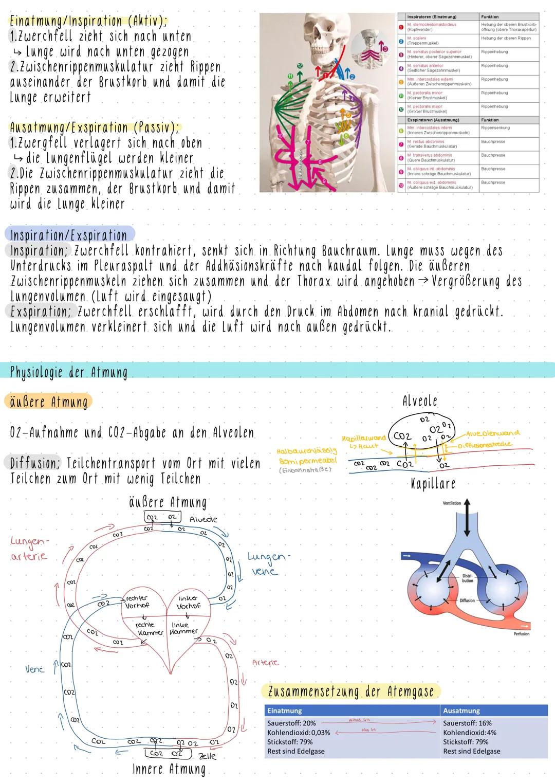 # Atmungssystem
## Aufgaben:
-Gase mit der Umgebung austauschen
-O2 aufnehmen
-CO2 abgeben
}
äußere Atmung (Gasaustausch zwischen Lung