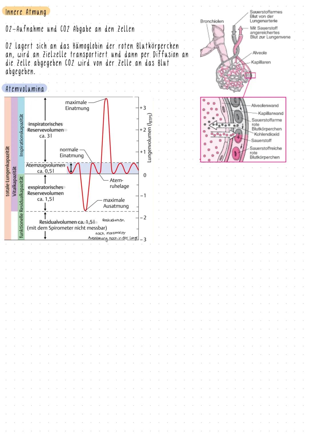 # Atmungssystem
## Aufgaben:
-Gase mit der Umgebung austauschen
-O2 aufnehmen
-CO2 abgeben
}
äußere Atmung (Gasaustausch zwischen Lung