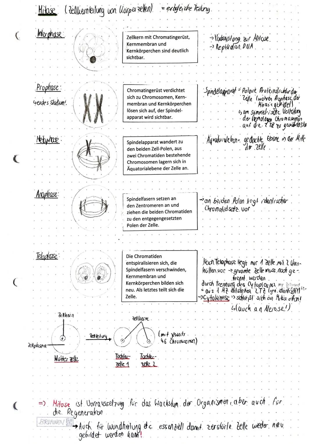 ()BIOLOGIE~GenetikGrundlagen der Genetikbenetik - Vererbungslehre belusst sich mit den Gesetzmäßigheiten und der Ausbildungvon eiblichen Mer