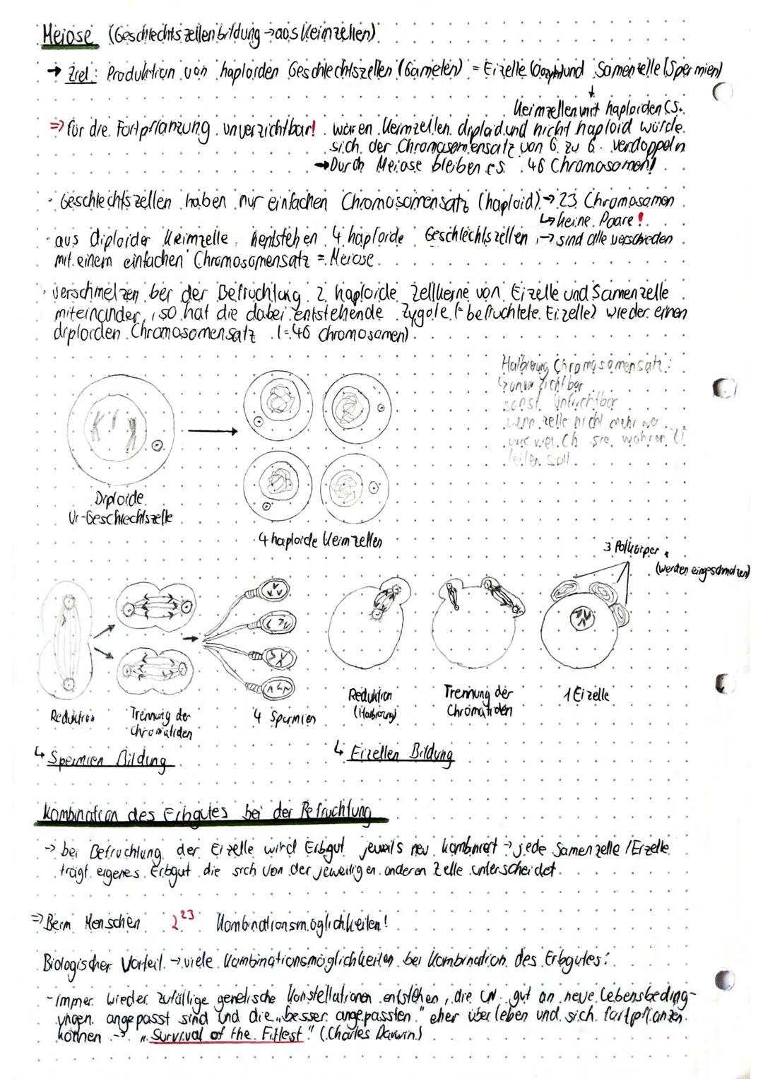 ()BIOLOGIE~GenetikGrundlagen der Genetikbenetik - Vererbungslehre belusst sich mit den Gesetzmäßigheiten und der Ausbildungvon eiblichen Mer