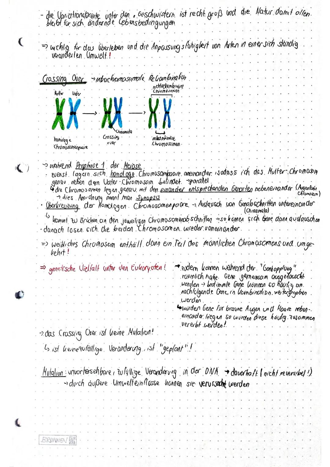 ()BIOLOGIE~GenetikGrundlagen der Genetikbenetik - Vererbungslehre belusst sich mit den Gesetzmäßigheiten und der Ausbildungvon eiblichen Mer
