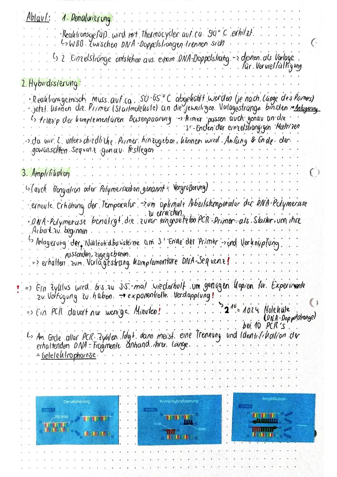()BIOLOGIE~GenetikGrundlagen der Genetikbenetik - Vererbungslehre belusst sich mit den Gesetzmäßigheiten und der Ausbildungvon eiblichen Mer
