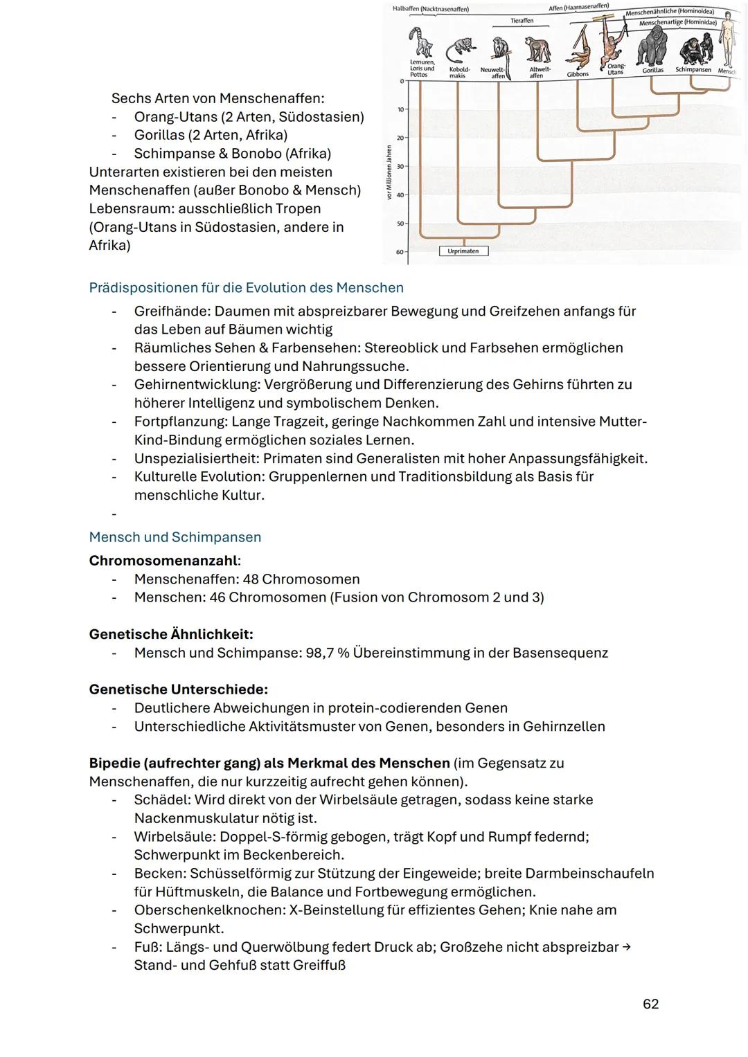 Evolution des Menschen
Biologische Evolution
- Mensch gehört zur Ordnung der Primaten
- Trennung von Menschenaffen vor 6-7 Mio. Jahren in Af