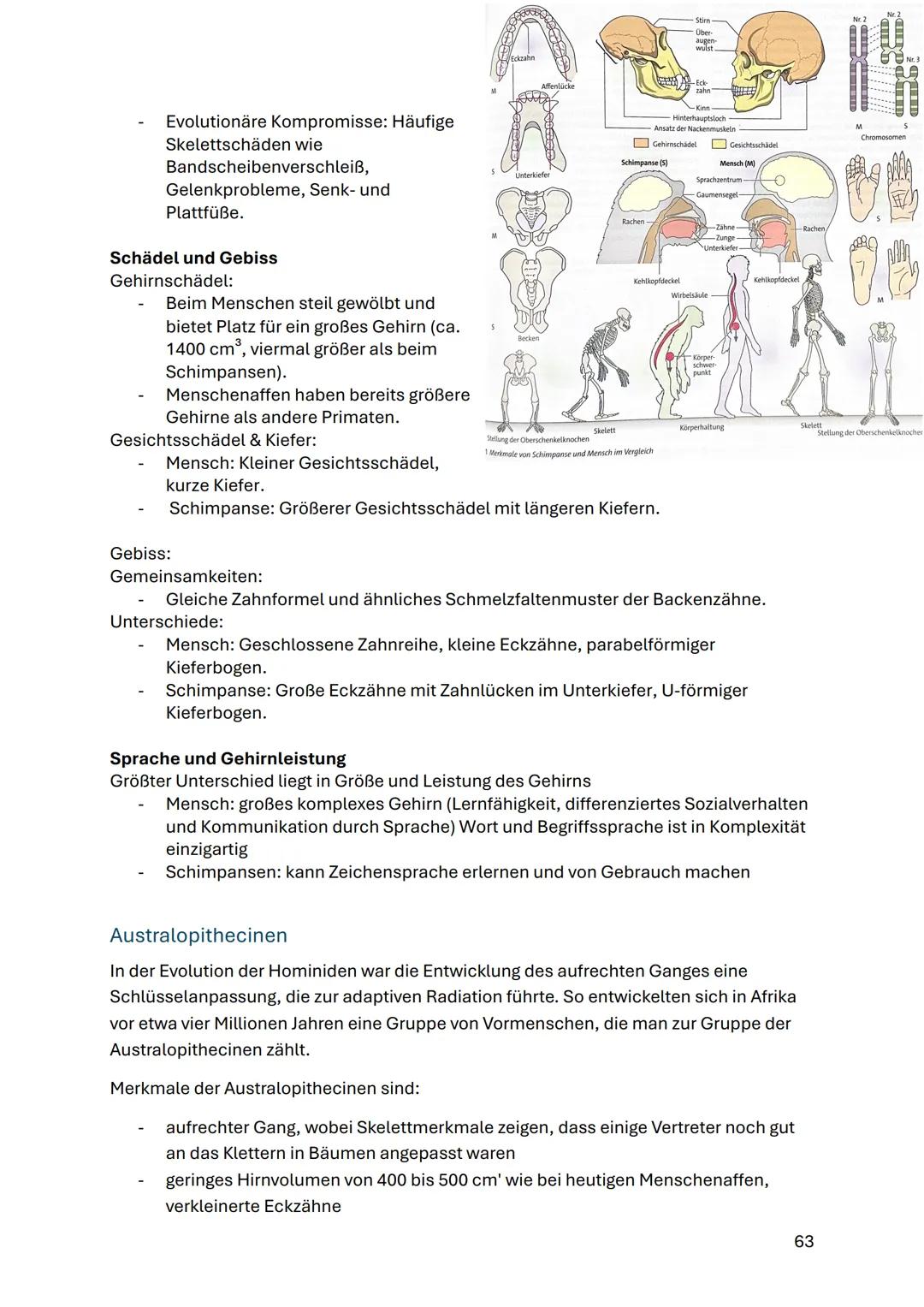 Evolution des Menschen
Biologische Evolution
- Mensch gehört zur Ordnung der Primaten
- Trennung von Menschenaffen vor 6-7 Mio. Jahren in Af