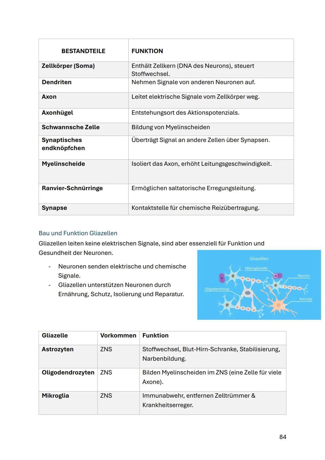 # Neurobiologie
Struktur und Funktion von Nervenzellen
ZNS (Zentrales Nervensystem)
Gehirn & Rückenmark
Funktionen:
- Steuerung von Ged