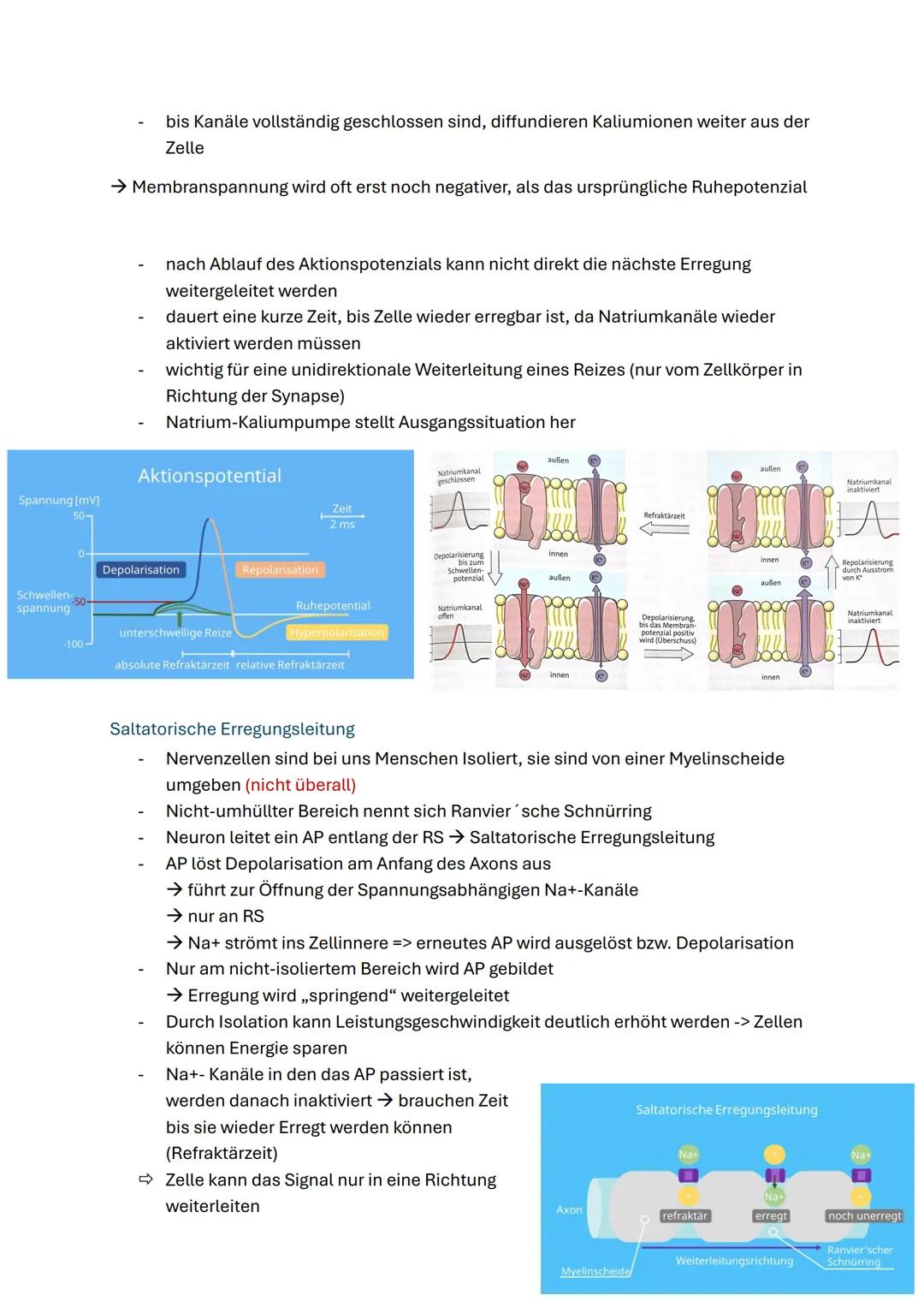 # Neurobiologie
Struktur und Funktion von Nervenzellen
ZNS (Zentrales Nervensystem)
Gehirn & Rückenmark
Funktionen:
- Steuerung von Ged