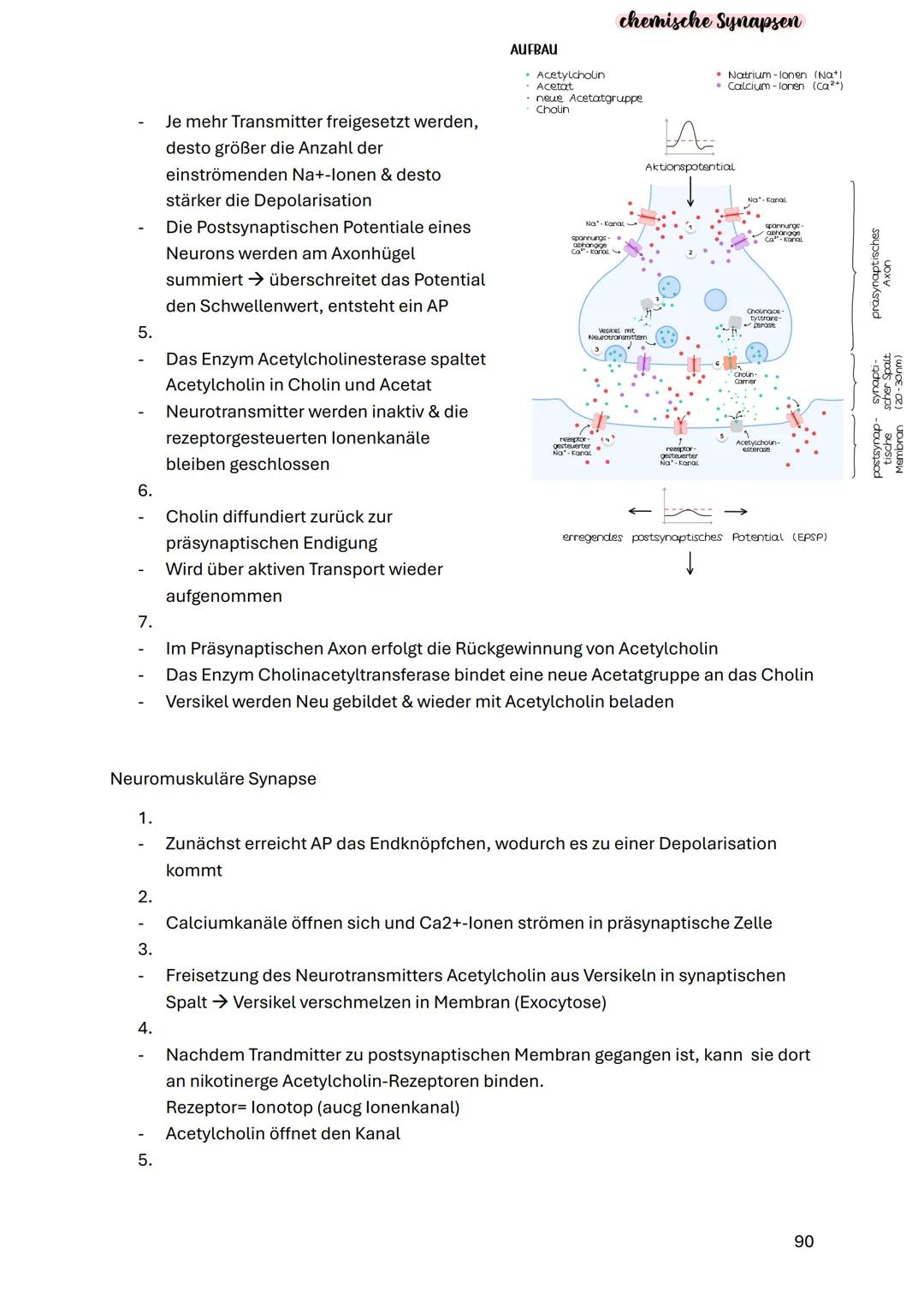 # Neurobiologie
Struktur und Funktion von Nervenzellen
ZNS (Zentrales Nervensystem)
Gehirn & Rückenmark
Funktionen:
- Steuerung von Ged