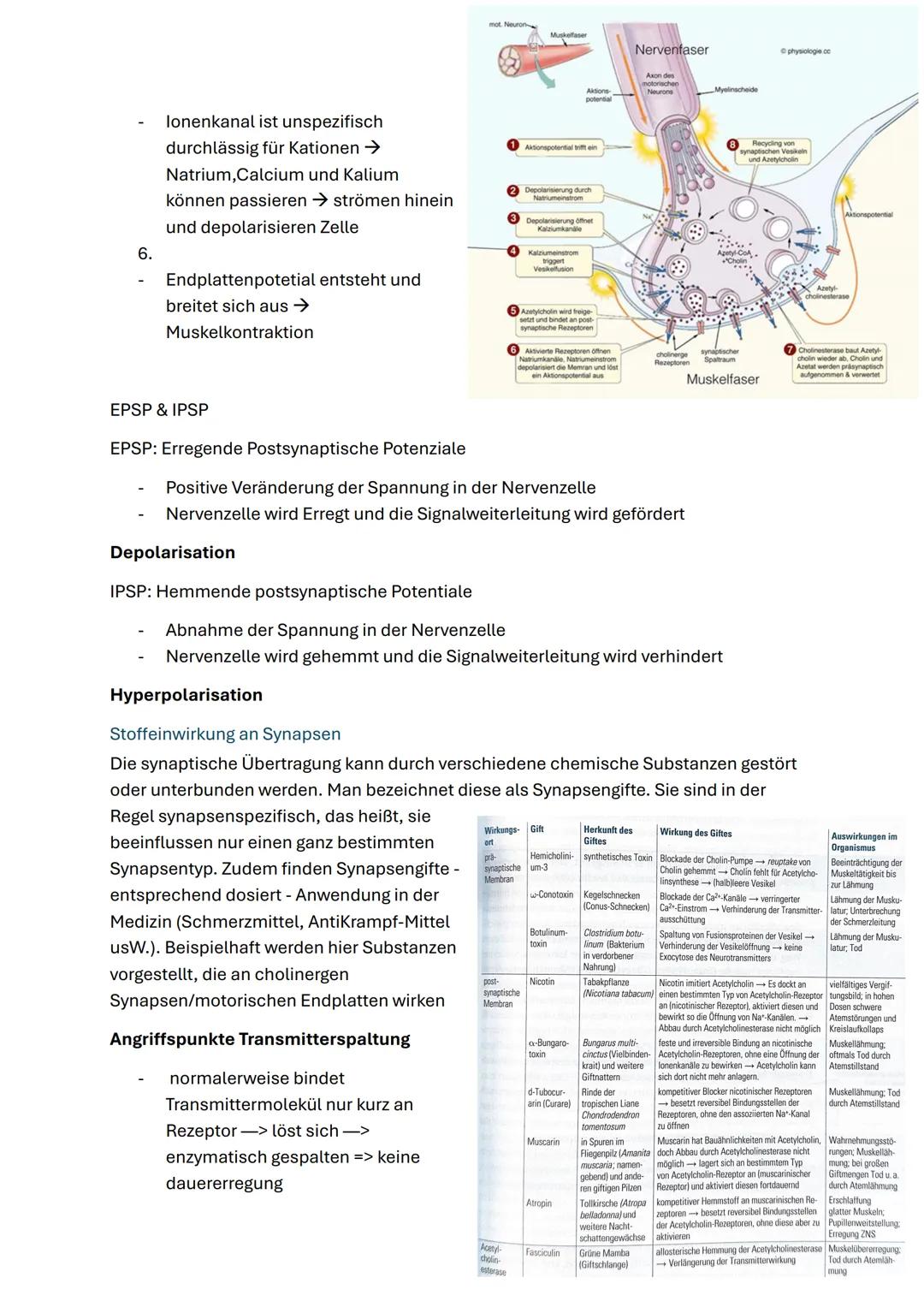 # Neurobiologie
Struktur und Funktion von Nervenzellen
ZNS (Zentrales Nervensystem)
Gehirn & Rückenmark
Funktionen:
- Steuerung von Ged