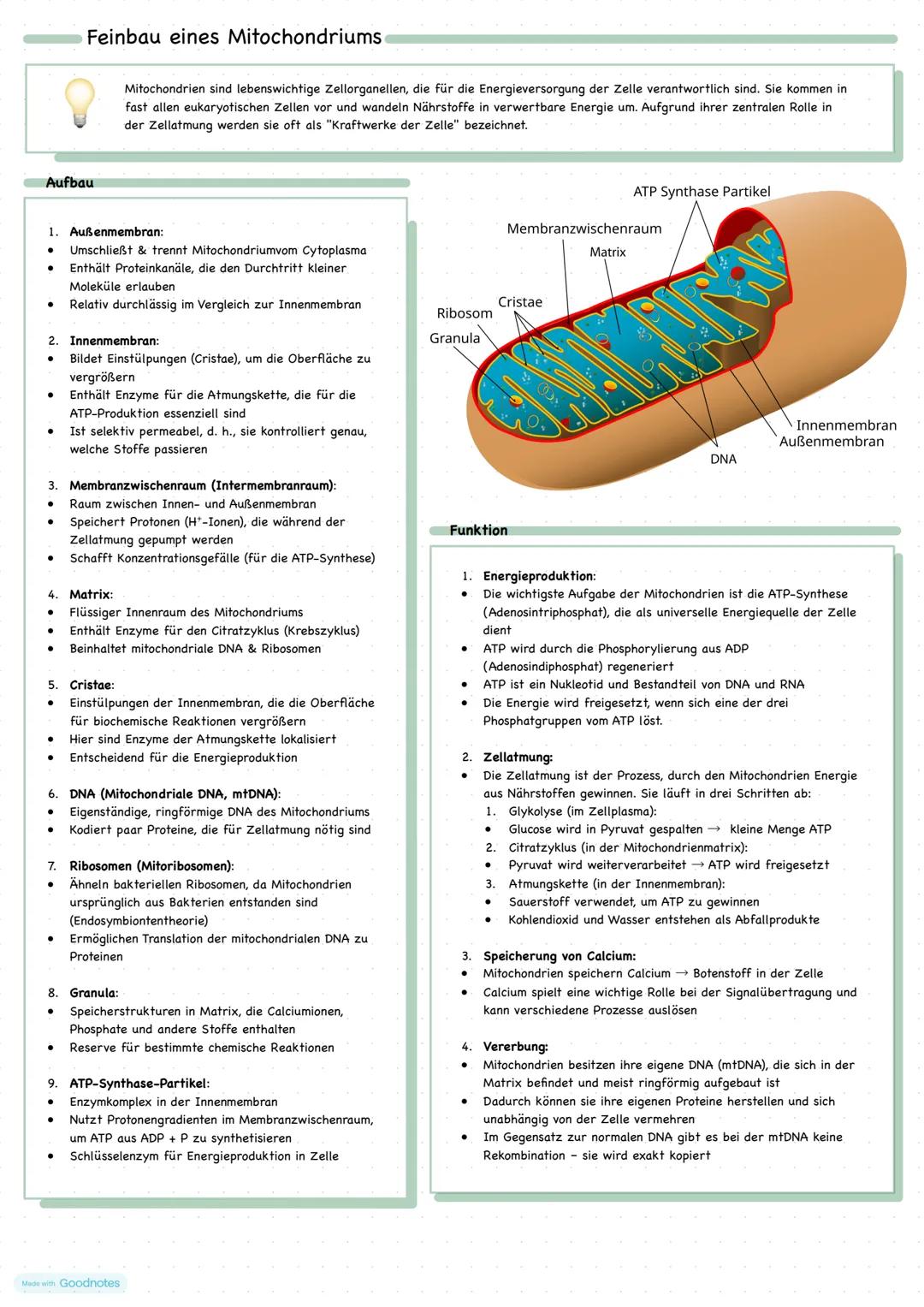 ## Feinbau eines Mitochondriums
Mitochondrien sind lebenswichtige Zellorganellen, die für die Energieversorgung der Zelle verantwortlich si