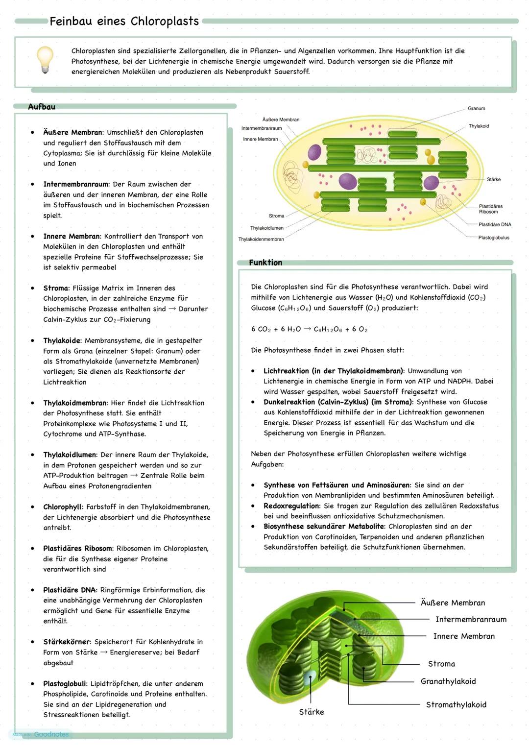 Feinbau eines Chloroplasts
Chloroplasten sind spezialisierte Zellorganellen, die in Pflanzen- und Algenzellen vorkommen. Ihre Hauptfunktion