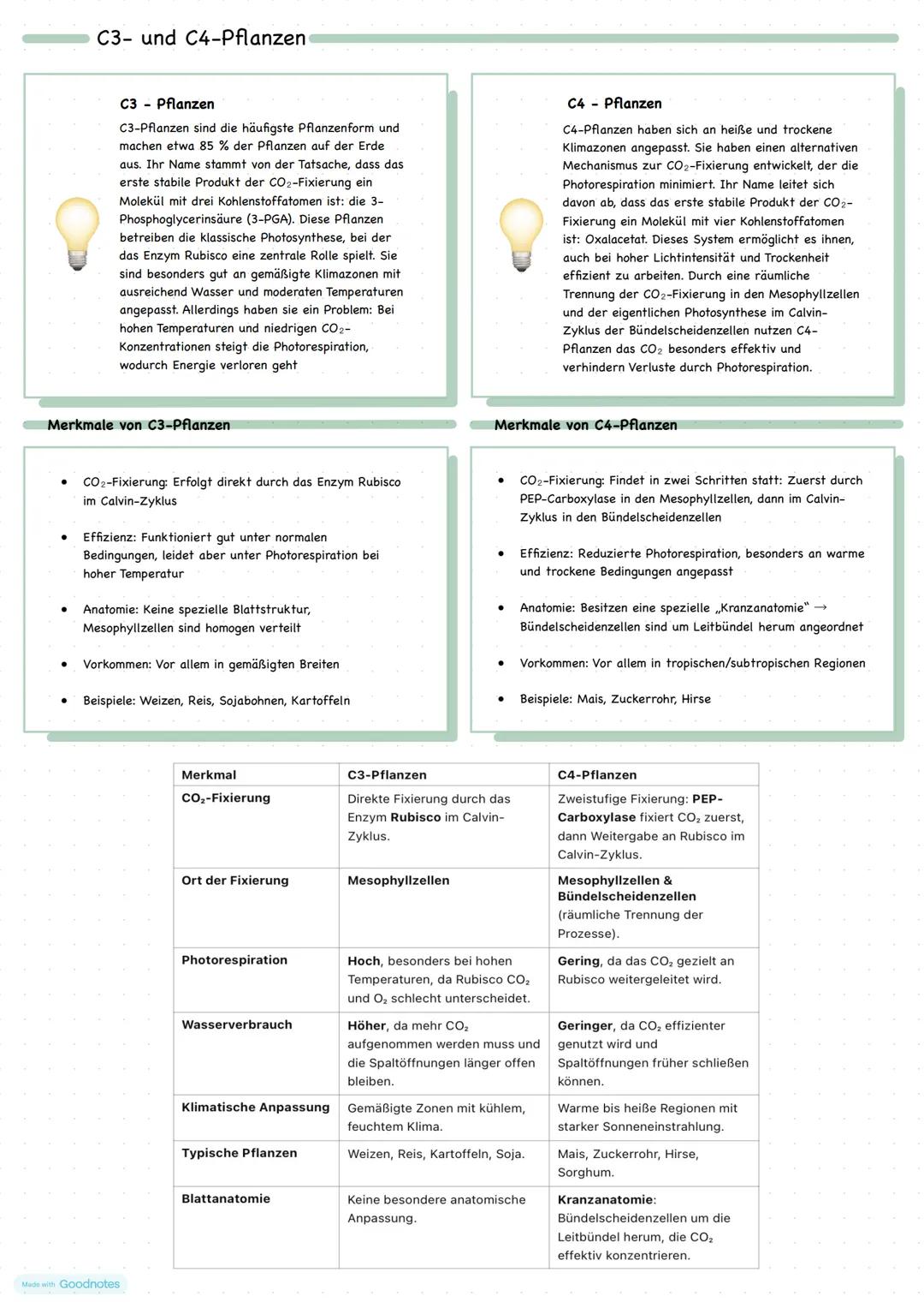 C3- und C4-Pflanzen
C3 - Pflanzen
C3-Pflanzen sind die häufigste Pflanzenform und
machen etwa 85% der Pflanzen auf der Erde
aus. Ihr Name s