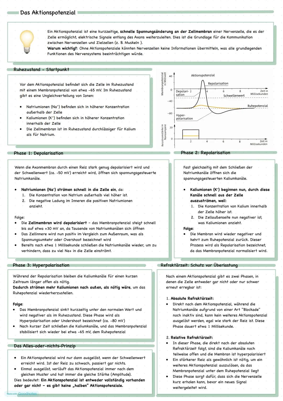 Das Aktionspotenzial