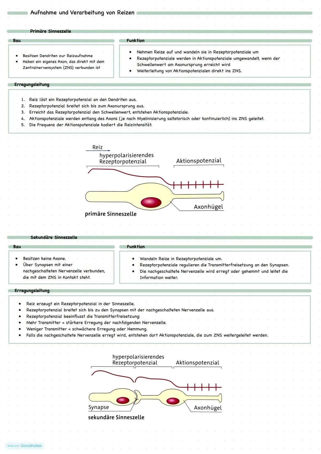 ## Aufnahme und Verarbeitung von Reizen
### Primäre Sinneszelle
**Bau**
- Besitzen Dendriten zur Reizaufnahme
- Haben ein eigenes Axon, d