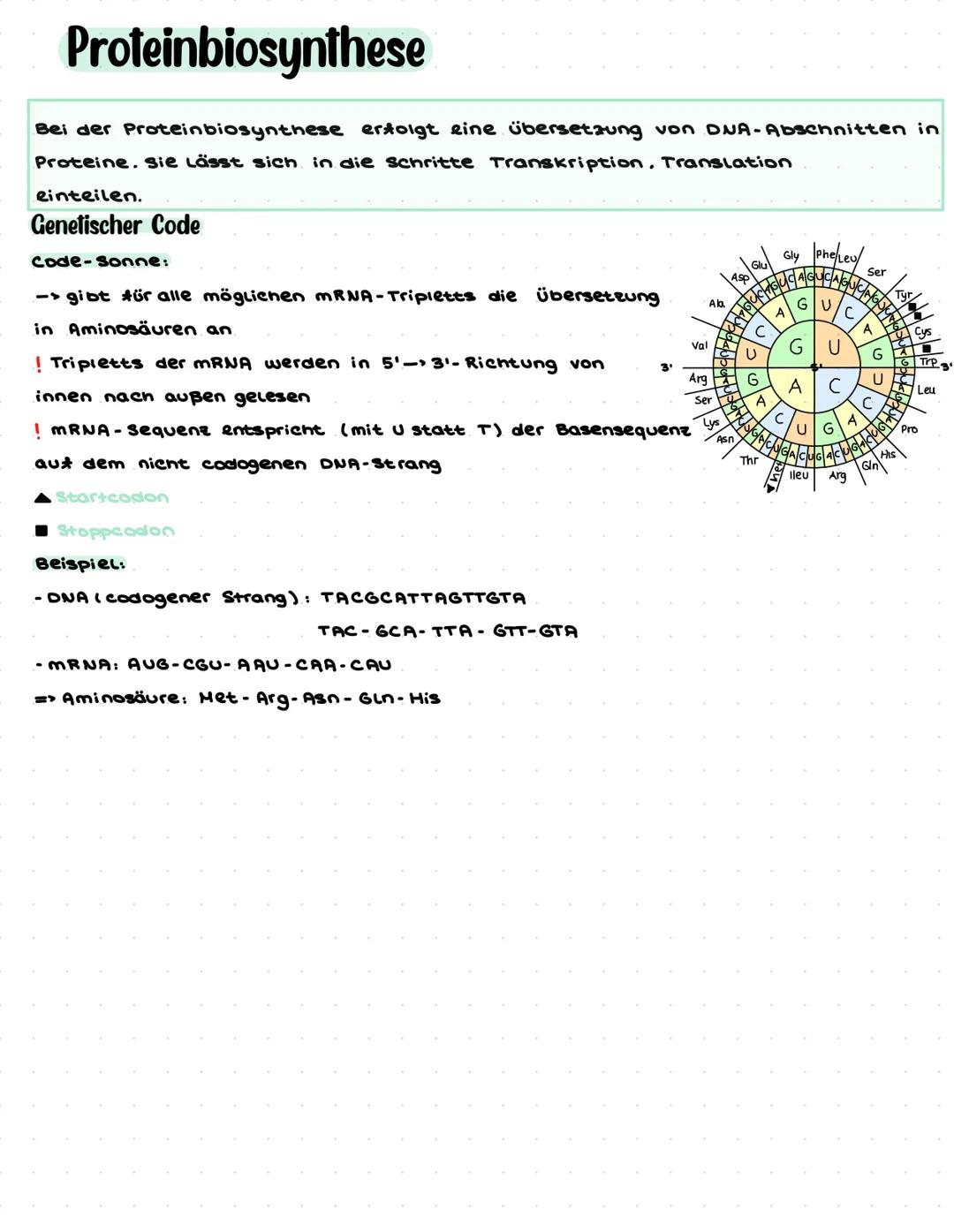 # Biologie Q1.1 Von der DNA zum Protein
- Aufbau und Replikation der DNA:
- Watson-Crick-Modell (Schema) ✓
- Nukleotide ✓
- Semikonser