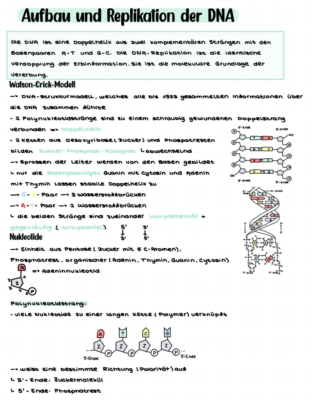 # Biologie Q1.1 Von der DNA zum Protein
- Aufbau und Replikation der DNA:
- Watson-Crick-Modell (Schema) ✓
- Nukleotide ✓
- Semikonser