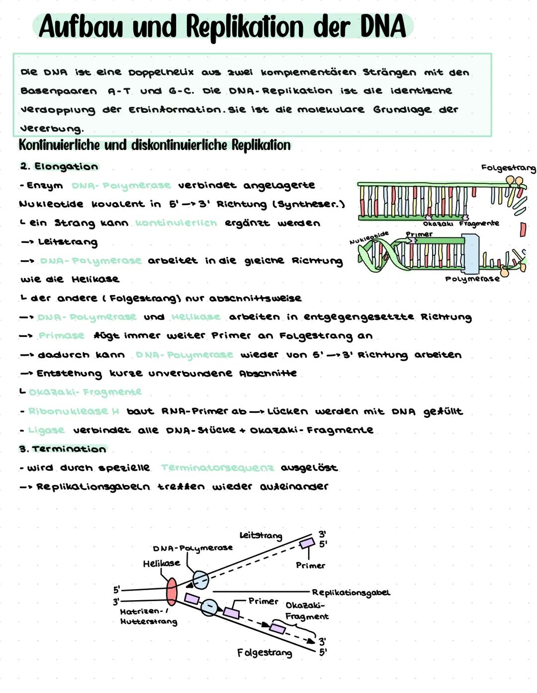 # Biologie Q1.1 Von der DNA zum Protein
- Aufbau und Replikation der DNA:
- Watson-Crick-Modell (Schema) ✓
- Nukleotide ✓
- Semikonser