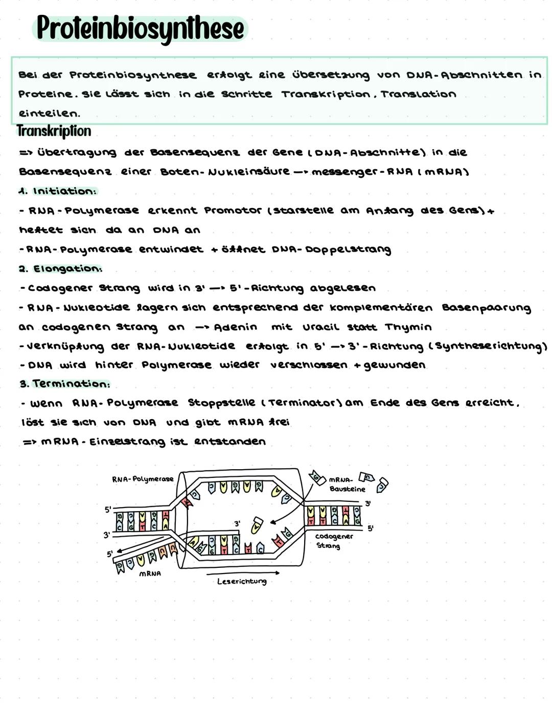# Biologie Q1.1 Von der DNA zum Protein
- Aufbau und Replikation der DNA:
- Watson-Crick-Modell (Schema) ✓
- Nukleotide ✓
- Semikonser