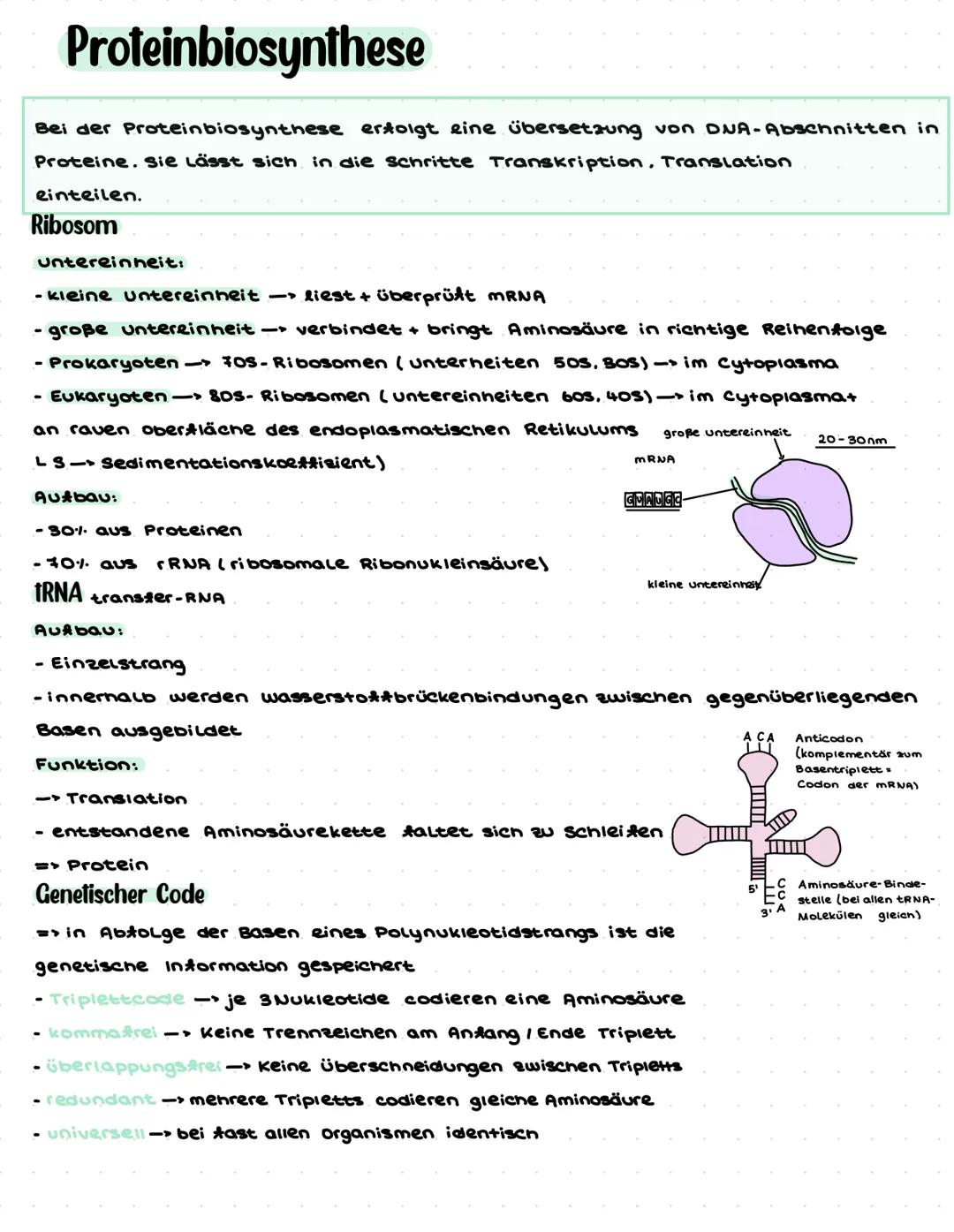 # Biologie Q1.1 Von der DNA zum Protein
- Aufbau und Replikation der DNA:
- Watson-Crick-Modell (Schema) ✓
- Nukleotide ✓
- Semikonser