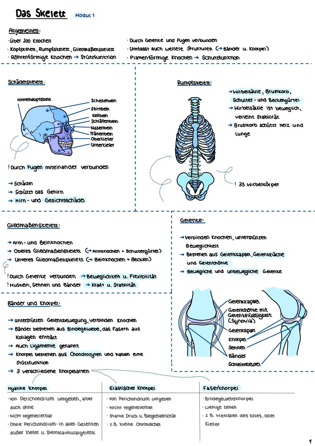 # Das Skelett Modul 1
## Allgemeines:
- Über 200 Knochen
- Kopfskelett, Rumpfskelett, Gliedmaßenskelett
- Röhrenförmige Knochen → Stützfun
