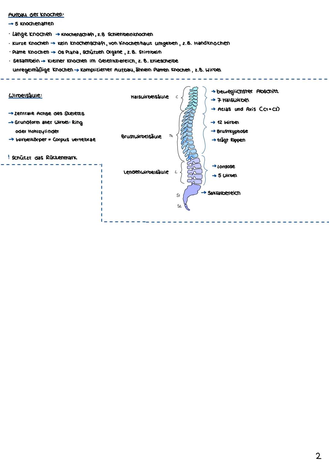 # Das Skelett Modul 1
## Allgemeines:
- Über 200 Knochen
- Kopfskelett, Rumpfskelett, Gliedmaßenskelett
- Röhrenförmige Knochen → Stützfun