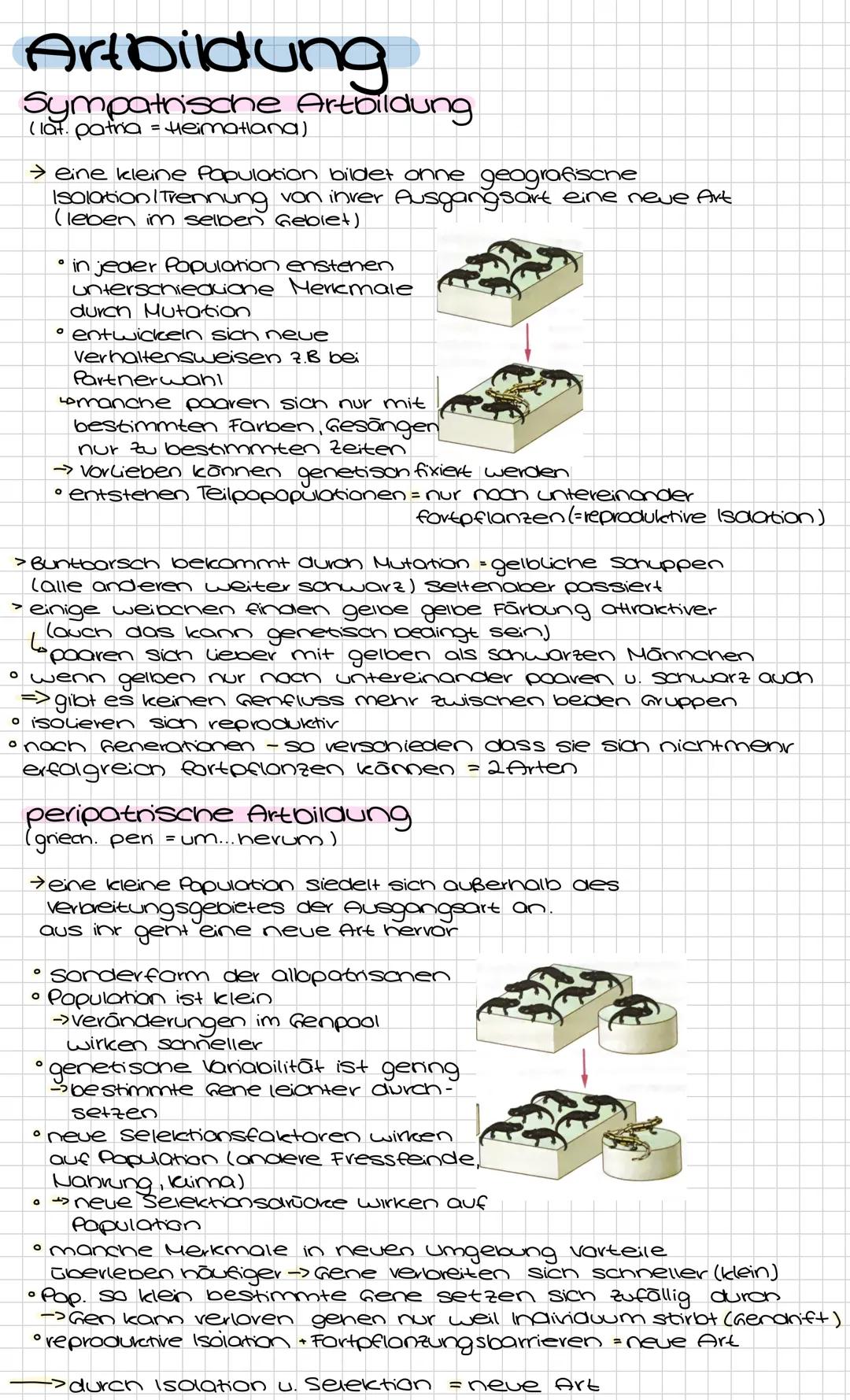 Artbildung
Sympatrische Artbildung
(lat. patria = Heimatlana)
→ eine kleine Papulation bildet onne geografisone
Isolation I Trennung von inv