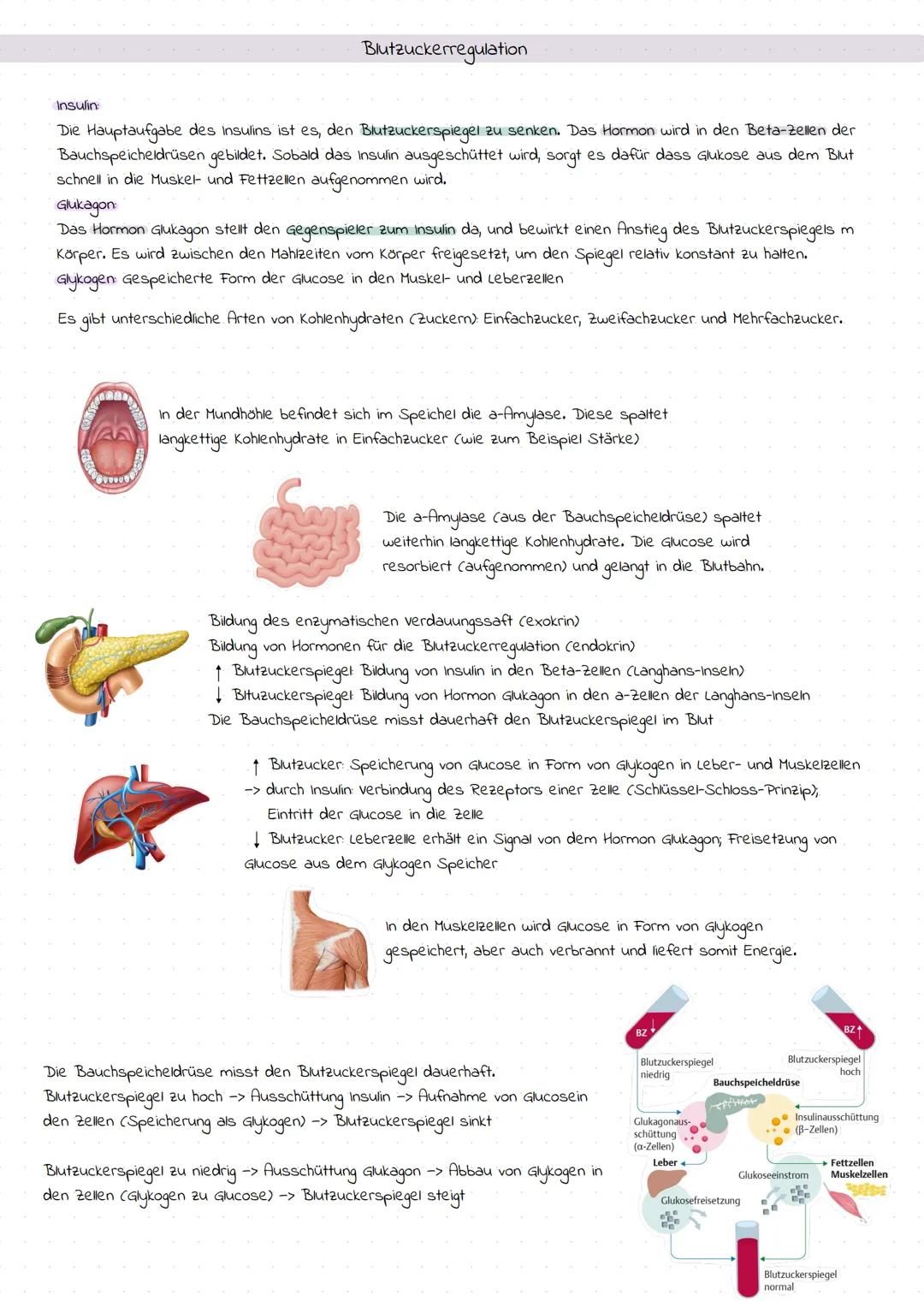 Definition
Diabetes Mellitus
Der Diabetes Mellitus ist eine Glucosestoffwechsel Erkrankung. Diese entsteht durch eine
Störung der Insulinpro
