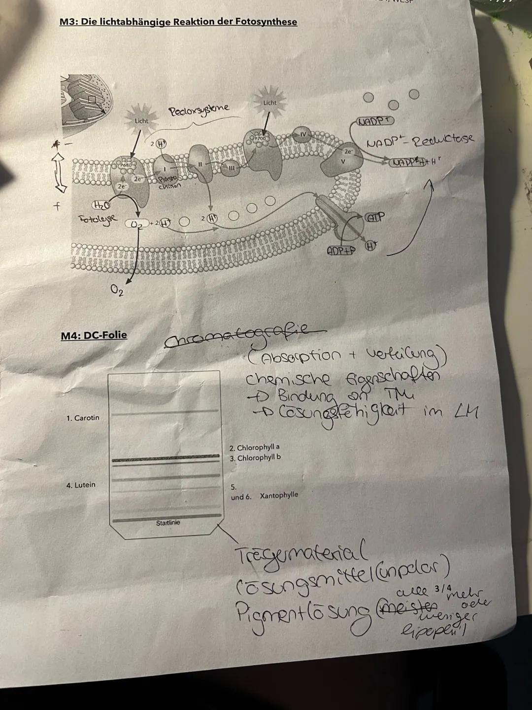Aufgabe 1:
Populationen unter dem Einfluss abiotischer und biotischer Umweltfaktoren 54 P.
1.1. Erkläre die Ergebnisse des Modellversuchs (M