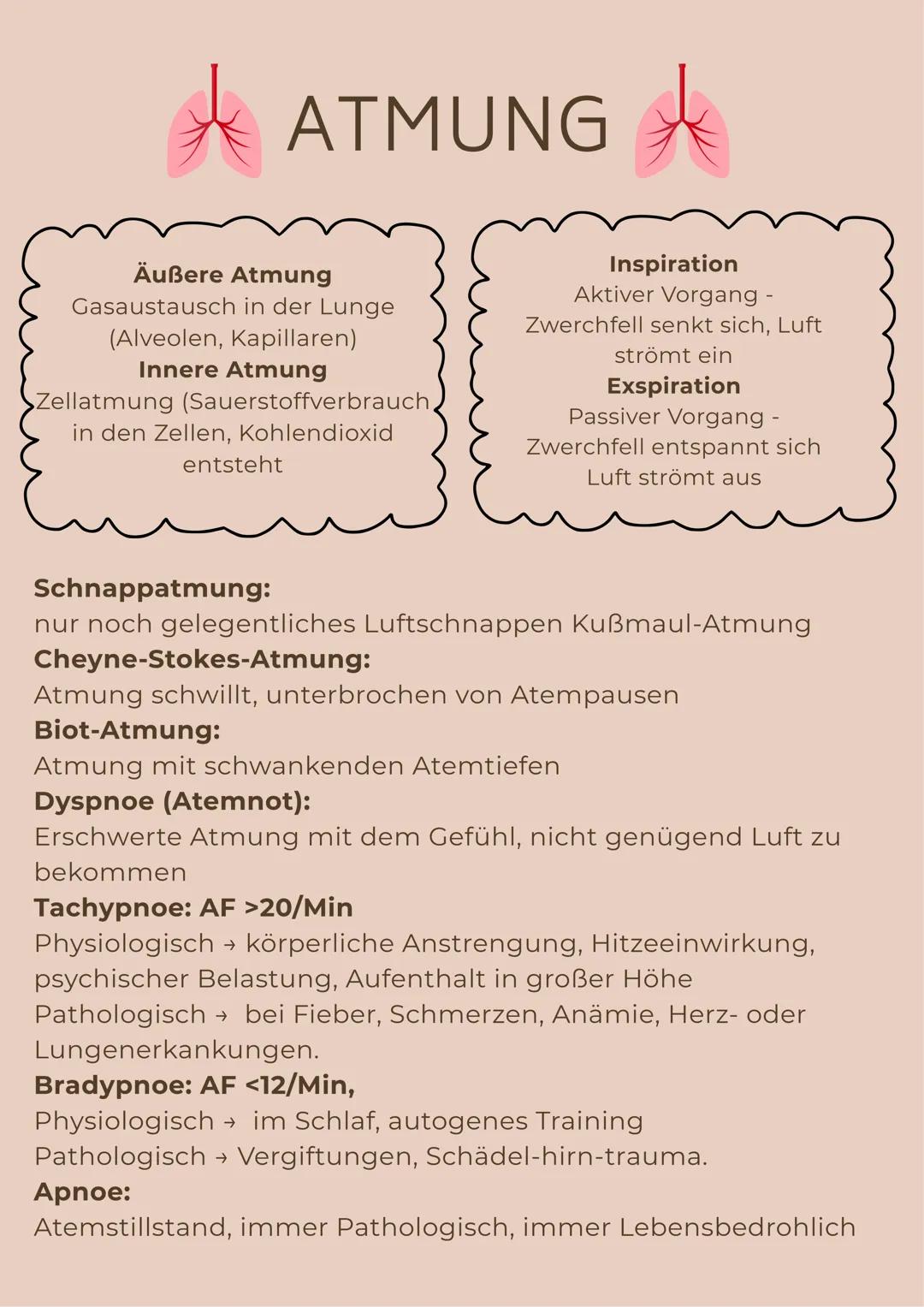 --- OCR Start ---
ATMUNG
Biologischer Prozess, bei dem molekularer Sauerstoff
aufgenommen, in die Zellentransportiert und dort in der
Atmung