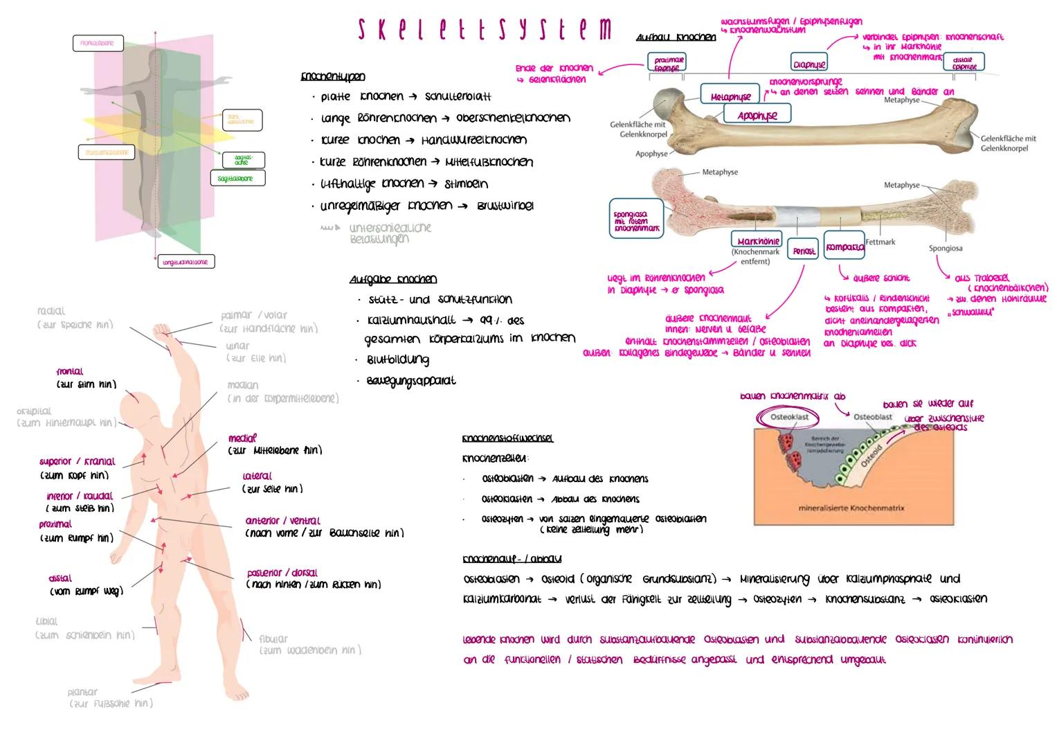 # Skeletsystem
## Knochen
### Knochenformen
- **platte Knochen** \rightarrow Schulterblatt
- **lange Knochen** \rightarrow Oberschenkelkno