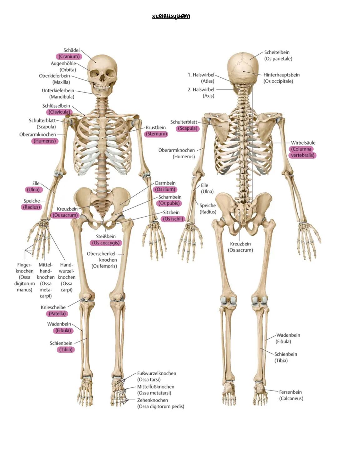 # Skeletsystem
## Knochen
### Knochenformen
- **platte Knochen** \rightarrow Schulterblatt
- **lange Knochen** \rightarrow Oberschenkelkno