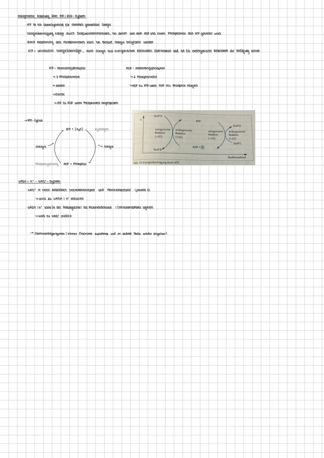 Stoff- und Energieumwandlung
Abitur 2025
1) Grundprinzipien des auf- und abbauenden Stoffwechsels
Summenformel der Fotosynthese
Kohlenstoffd