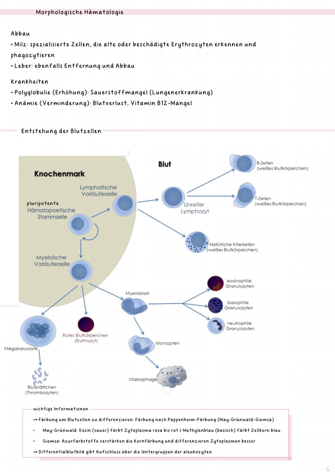 # notes
Hämatologie & Histologie
Kurs: BIOLAB22
Jahr: 2024/25 # Index
# Thema
## Hämatologie
1 Blut
2 Morphologische Hämatologie
3 Diagno
