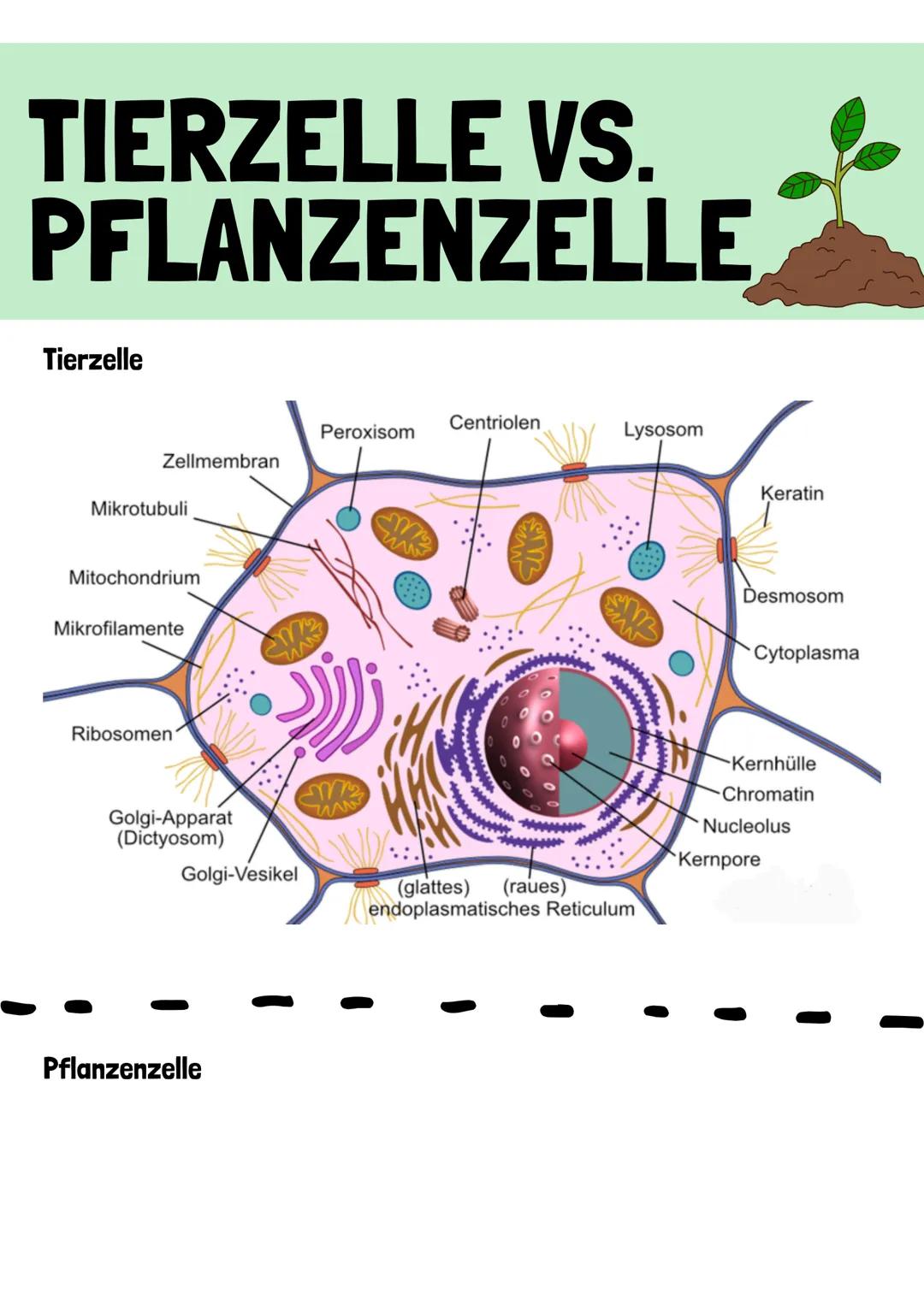 TIERZELLE VS.
PFLANZENZELLE
Tierzelle
Centriolen
Peroxisom
Lysosom
Zellmembran
Keratin
Mikrotubuli
Mitochondrium
Mikrofilamente
Ribosomen
Go