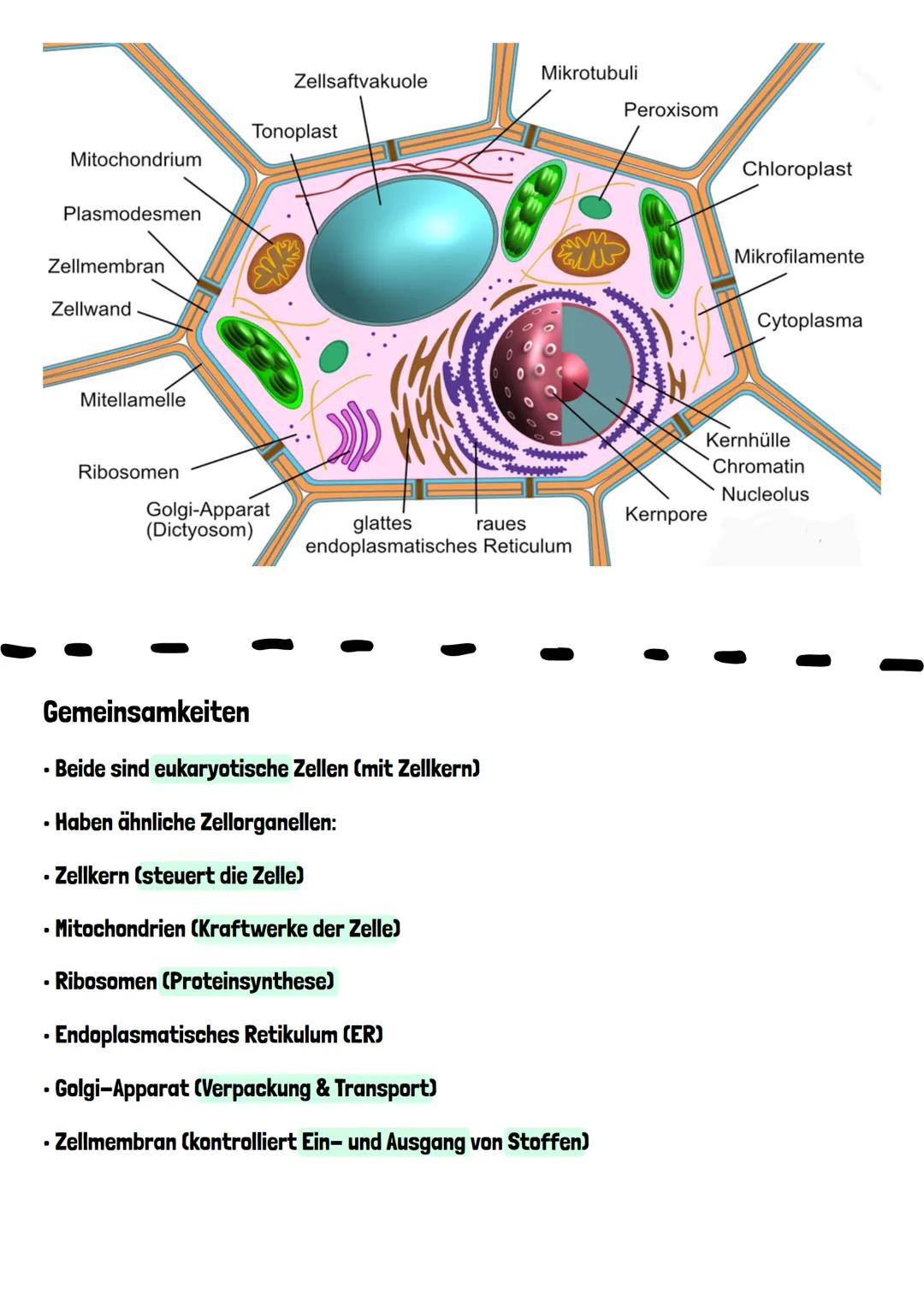 TIERZELLE VS.
PFLANZENZELLE
Tierzelle
Centriolen
Peroxisom
Lysosom
Zellmembran
Keratin
Mikrotubuli
Mitochondrium
Mikrofilamente
Ribosomen
Go