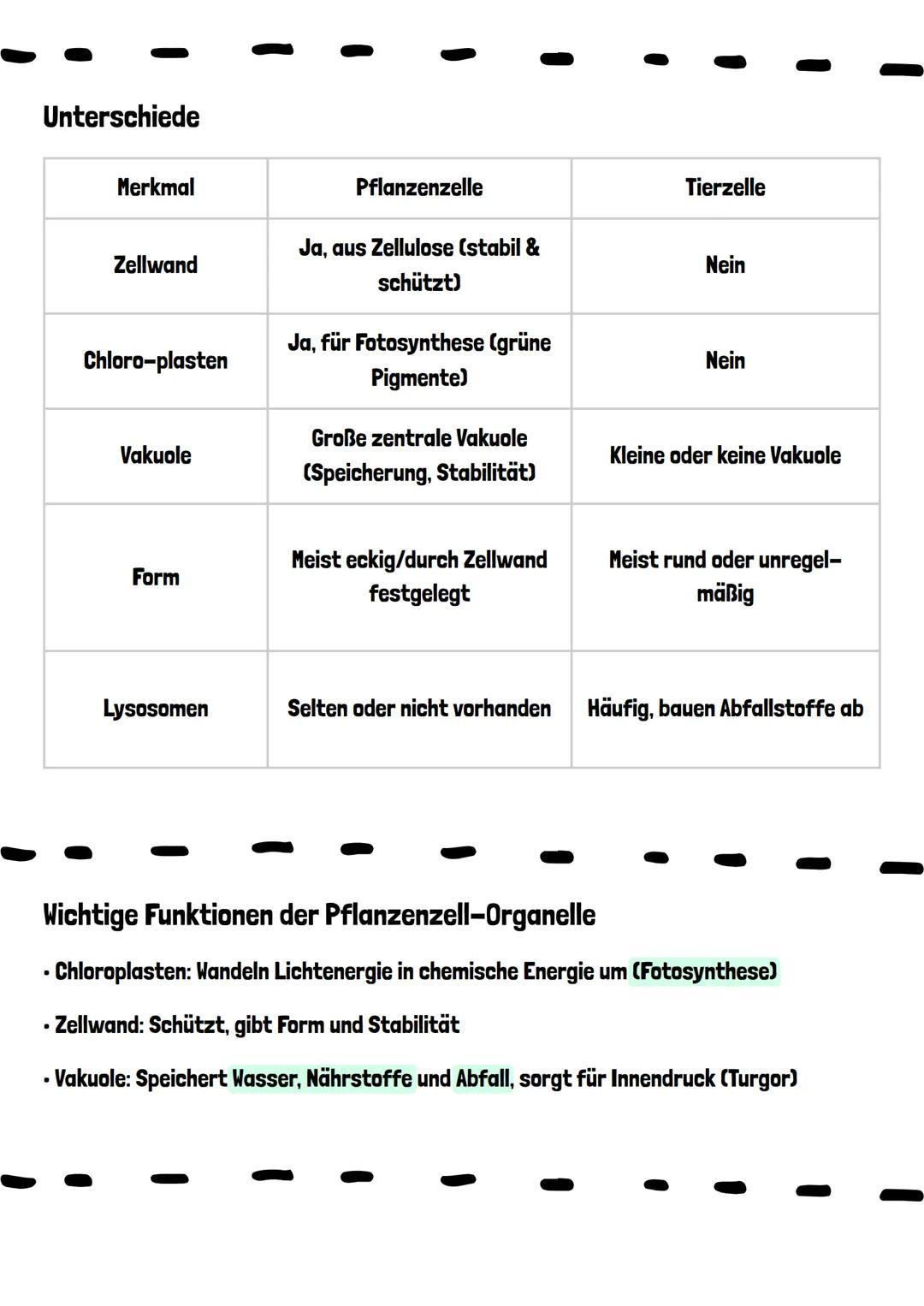 TIERZELLE VS.
PFLANZENZELLE
Tierzelle
Centriolen
Peroxisom
Lysosom
Zellmembran
Keratin
Mikrotubuli
Mitochondrium
Mikrofilamente
Ribosomen
Go