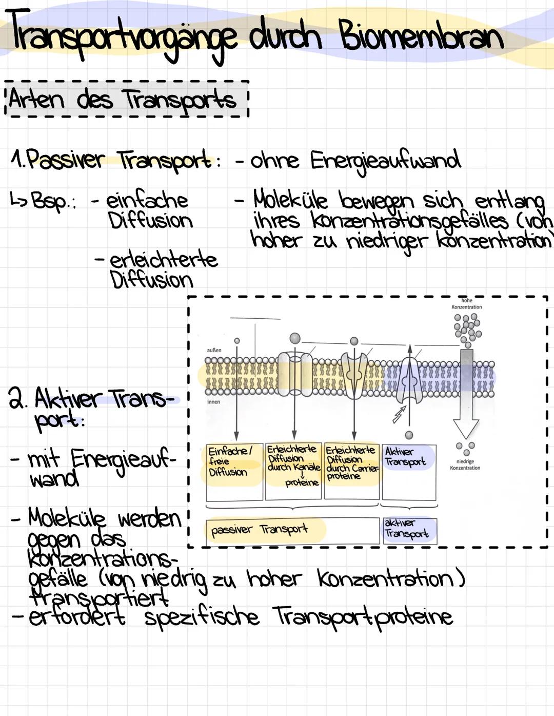 Transportvorgänge durch Biomembran
Arten des Transports
1. Passiver Transport: - ohne Energieaufwand
> Bsp.: - einfache
Diffusion
erleichter