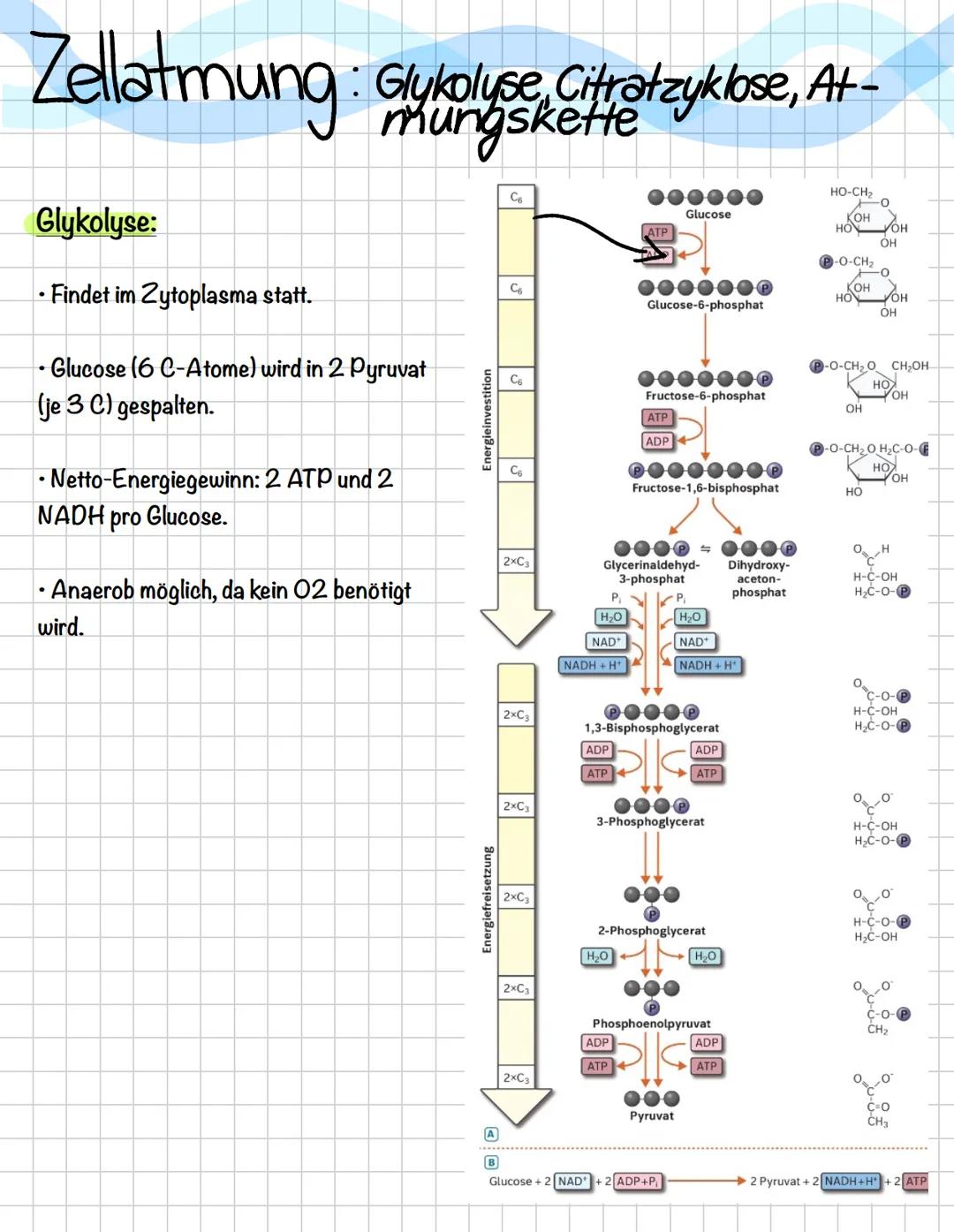 Zellatmung: Glykolyse, Citratzyklose, Atmungskette - Biologie Grundkurs