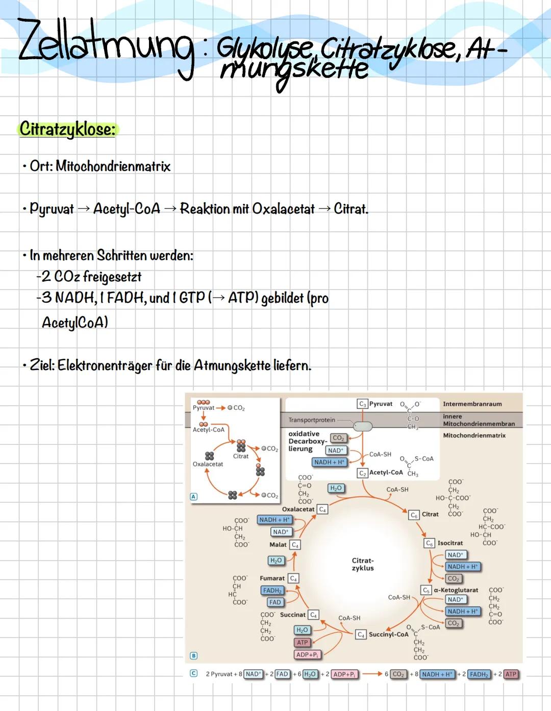 Zellatmung:
Glykolyse, Citratzyklose, At-
mungskette
Glykolyse:
• Findet im Zytoplasma statt.
Glucose (6 C-Atome) wird in 2 Pyruvat
(je 3 C)
