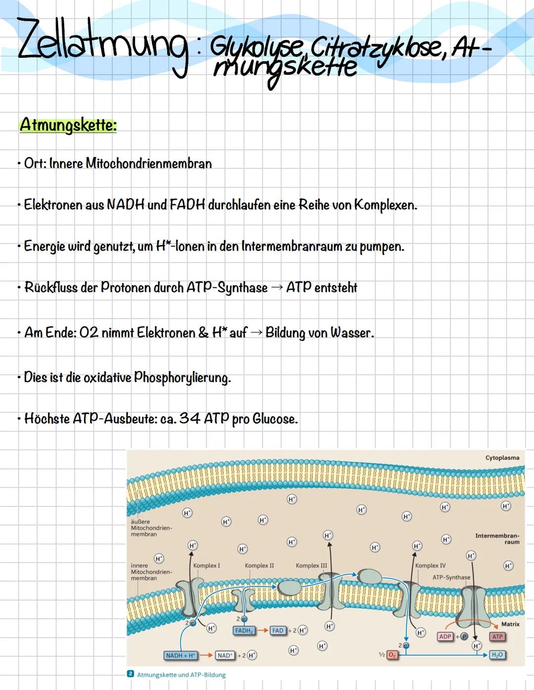 Zellatmung:
Glykolyse, Citratzyklose, At-
mungskette
Glykolyse:
• Findet im Zytoplasma statt.
Glucose (6 C-Atome) wird in 2 Pyruvat
(je 3 C)