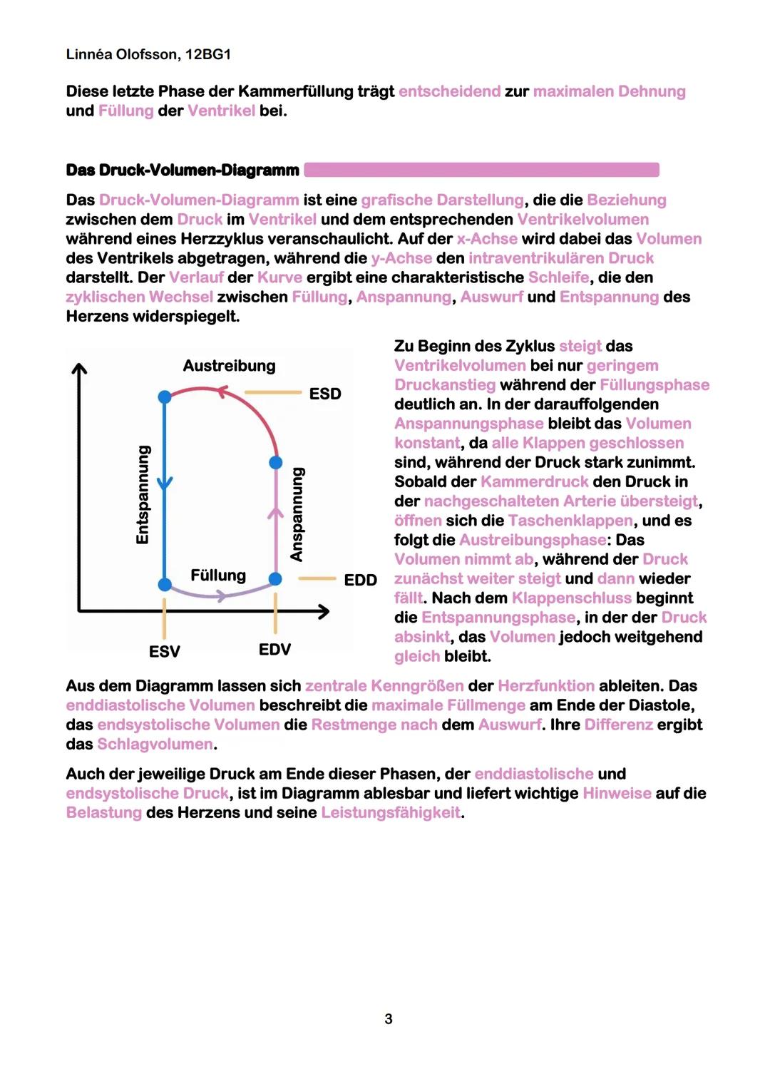 Linnéa Olofsson, 12BG1
GeLe Lernzettel 20.05.25
Das kardiovaskuläre System
Das Herz-Kreislauf-System, auch kardiovaskuläres System genannt,