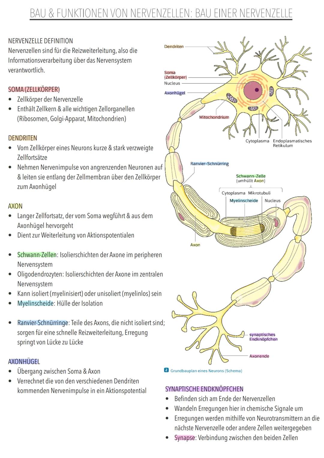 GRUNDLAGEN DER INFORMATIONSVERARBEITUNG BAU & FUNKTIONEN VON NERVENZELLEN: BAU EINER NERVENZELLE
NERVENZELLE DEFINITION
Nervenzellen sind f